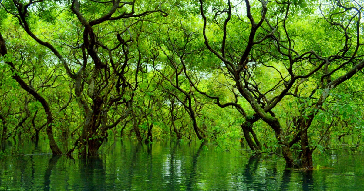 Ratargul_Swamp_Forest,_Sylhet1