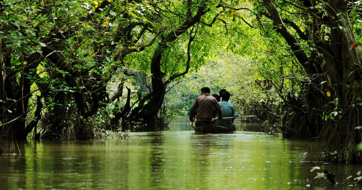 Ratargul_Swamp_Forest,_Sylhet3